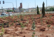 Duble yolda ağaçlandırma çalışması yapılıyor