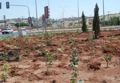 Duble yolda ağaçlandırma çalışması yapılıyor