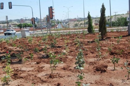 Duble yolda ağaçlandırma çalışması yapılıyor