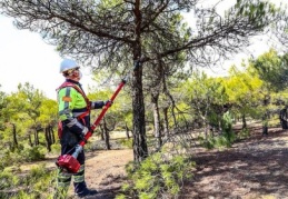 Dülük’te budama çalışması başladı