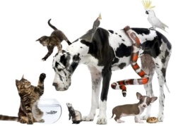 "Dünya Hayvan Hakları Günü" konulu özelgün zarfı tedavüle sunuldu