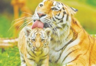 Dünya Kaplan Günü