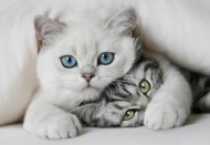 Dünya Kedi Günü kutlu olsun 