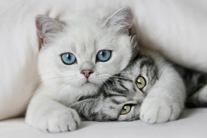 Dünya Kedi Günü kutlu olsun 