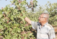 Dünyada benzeri olmayan fıstık Kilis'te üretiliyor