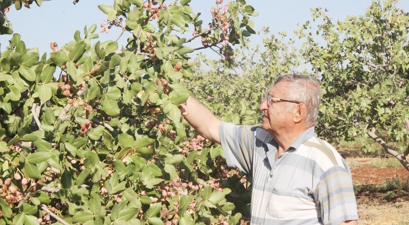 Dünyada benzeri olmayan fıstık Kilis'te üretiliyor