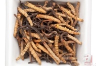 Dünyanın en değerli paraziti: Kilosu 140 bin dolar