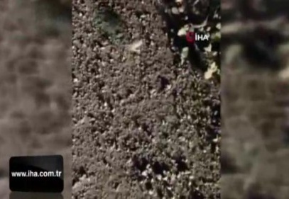 Dünyanın en ilginç 19 hayvanından biri Erzincan'da görüntülendi