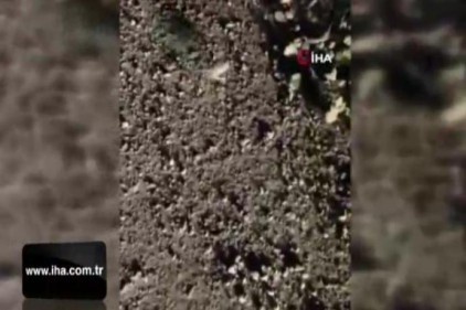 Dünyanın en ilginç 19 hayvanından biri Erzincan&#039;da görüntülendi