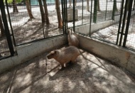 Dünyanın en iri kemirgenine Gaziantep'te yoğun ilgi 