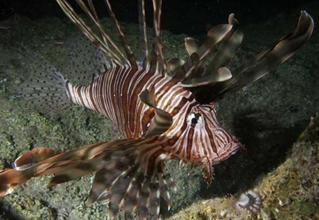 Dünyanın en kötü 100 istilacı türünden 14'ü Türkiye'de