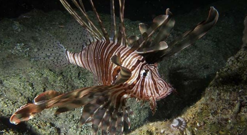 Dünyanın en kötü 100 istilacı türünden 14'ü Türkiye'de