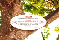 Dünyanın en ölümcül ağacı: Altında durmak dahi hayati tehlike yaratıyor