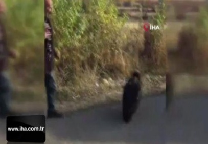 Dünyanın en tehlikeli yırtıcılarından, akbaba yakından görüntüledi