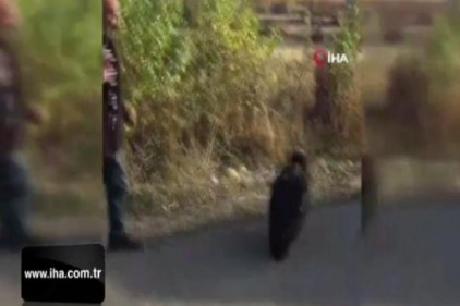 Dünyanın en tehlikeli yırtıcılarından, akbaba yakından görüntüledi