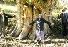 Dünyanın en yaşlı armut ağacı Artvin'de bulunmuş olabilir