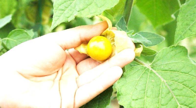 Dünyanın en zengin lif oranına sahip