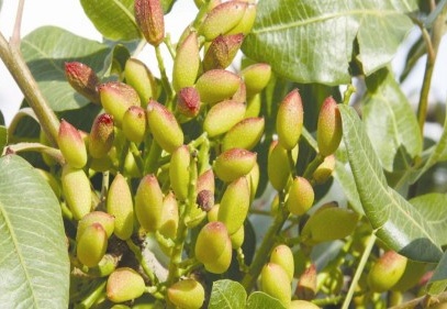 Dünyanın meyvesini üretiyoruz