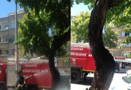 Dut ağacı içten içe yandı