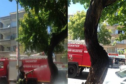 Dut ağacı içten içe yandı