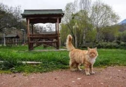 Düzenli olarak mama, yem yiyecek ve su bırakılacak