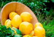 Ege’nin narenciye rekoltesi 446 bin ton