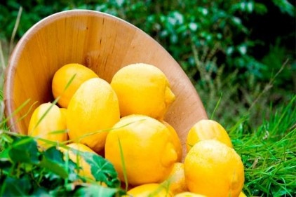 Ege&#8217;nin narenciye rekoltesi 446 bin ton