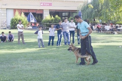 Eğitilen sokak köpeklerinin gösterisi büyük beğeni topladı