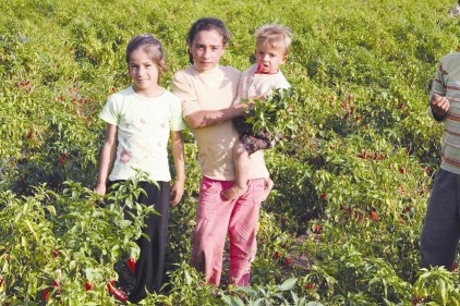 Eğitim yılının üçte birini kaçırıyorlar