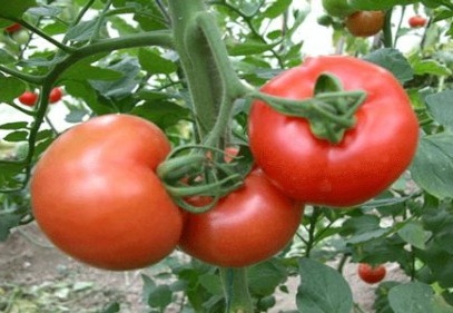 Ekim’in zam şampiyonu domates oldu