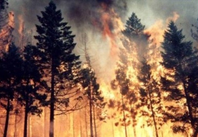 Ekoloji Birliği orman yangınlarına karşı uyardı