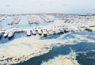 Ekolojik felaket müsilaj dünya basınında