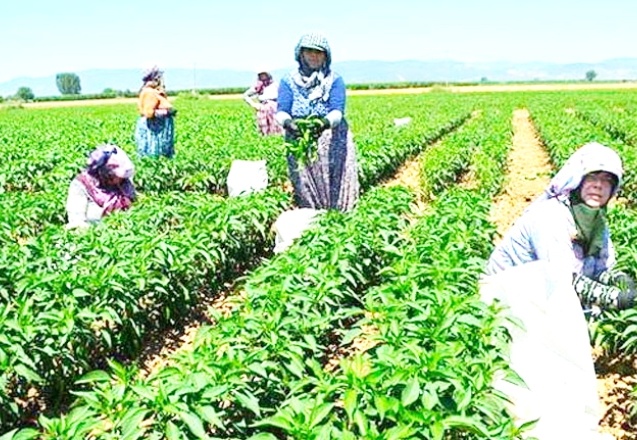 Ekonomik çöküş yaşayan 46 bin çiftçi pes etti