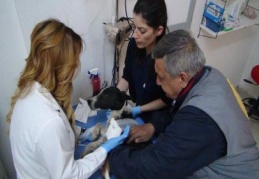 El Bab'da yaralanan sokak köpeği Gaziantep'e getirildi