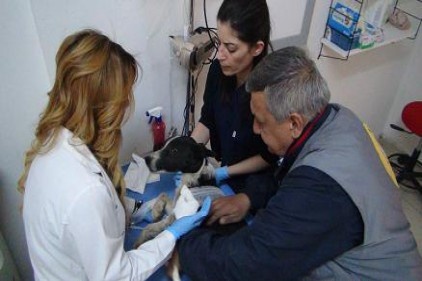 El Bab&#039;da yaralanan sokak köpeği Gaziantep&#039;e getirildi