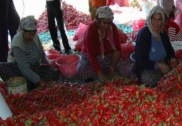 El yakan ekmek parası ile aile bütçesine katkı