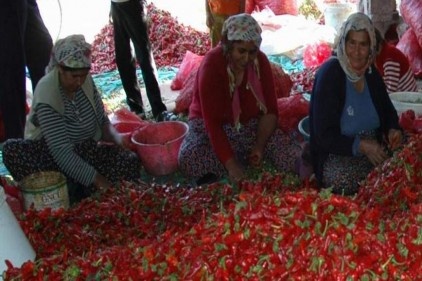 El yakan ekmek parası ile aile bütçesine katkı