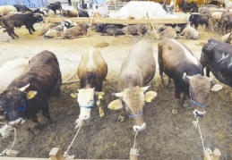 Elde kalan kurbanlıklara EBK sahip çıktı