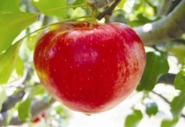 Elmada hasat buruk geçiyor