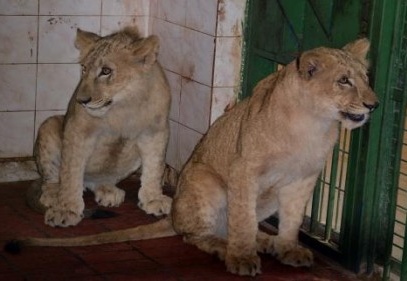 Emine Erdoğan, eşine hediye edilen aslanları gördü 