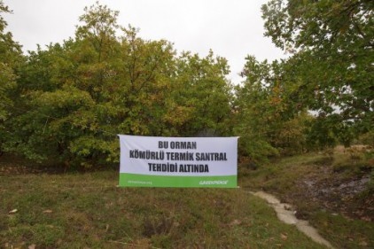 "En Az 250 Bin Ağaç Kesilecek" 