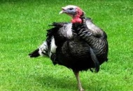 En fazla hindi Bolu’da