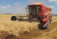 En kaliteli makarnalık buğday bu ovada yetişiyor