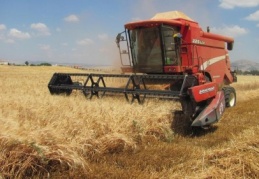 En kaliteli makarnalık buğday bu ovada yetişiyor