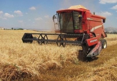 En kaliteli makarnalık buğday bu ovada yetişiyor