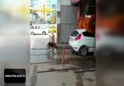En temiz köpek, yıkanma yöntemiyle fenomen oldu