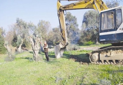 Enerji firması zeytin ağaçlarına acımadı