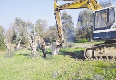 Enerji firması zeytin ağaçlarına acımadı