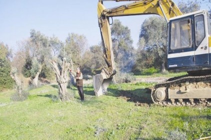 Enerji firması zeytin ağaçlarına acımadı