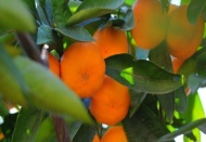 Enflasyon canavarı mandalina